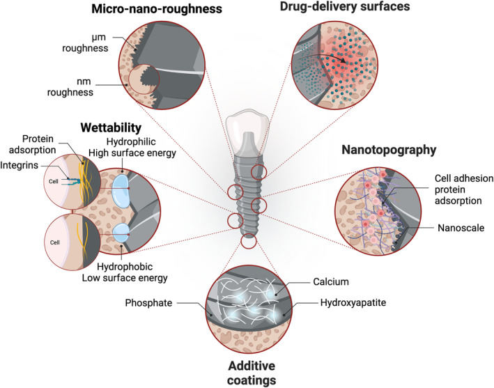 Implant surface modifications and their impact on osseointegration and peri‐implant diseases ...