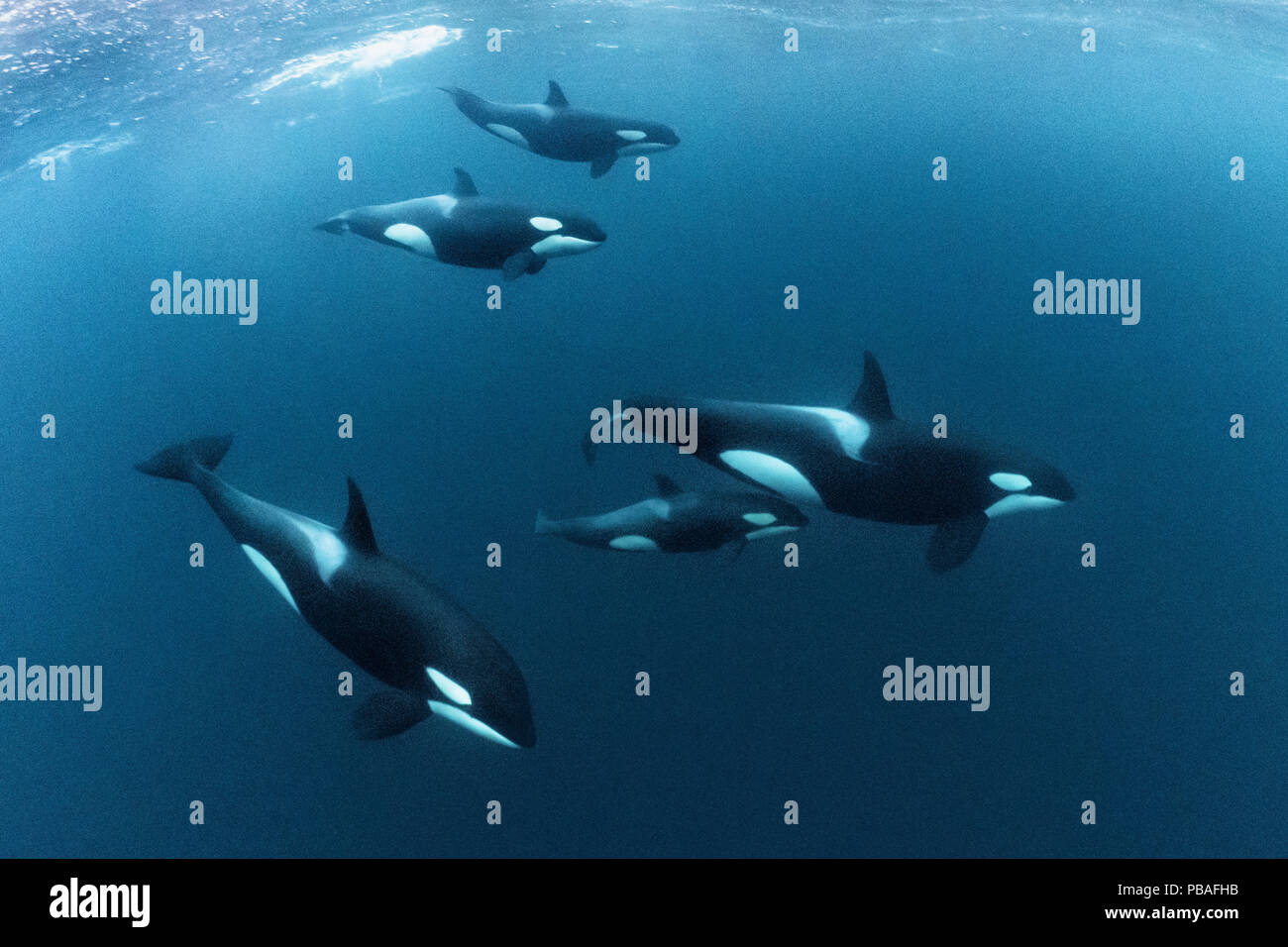 Killer Whale Pod