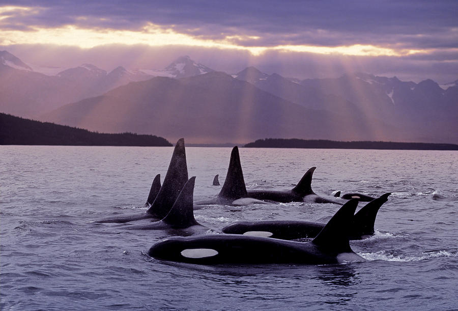 Orcas Pod